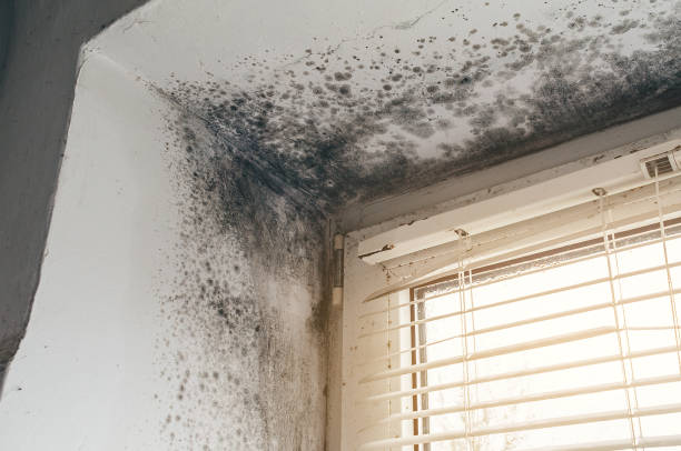 Affordable Mold Remediation solutions in Florham Park, NJ